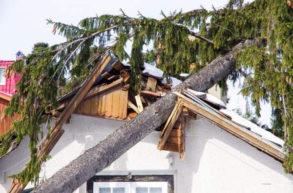 tree on a roof - roof repairs near you